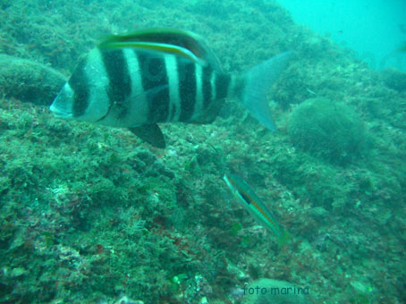 Diplodus cervinus (Sarago faraone)